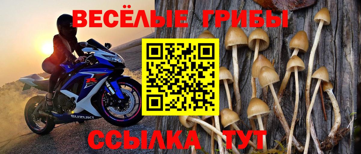 Псилоцибиновые грибы Cubensis Ухта